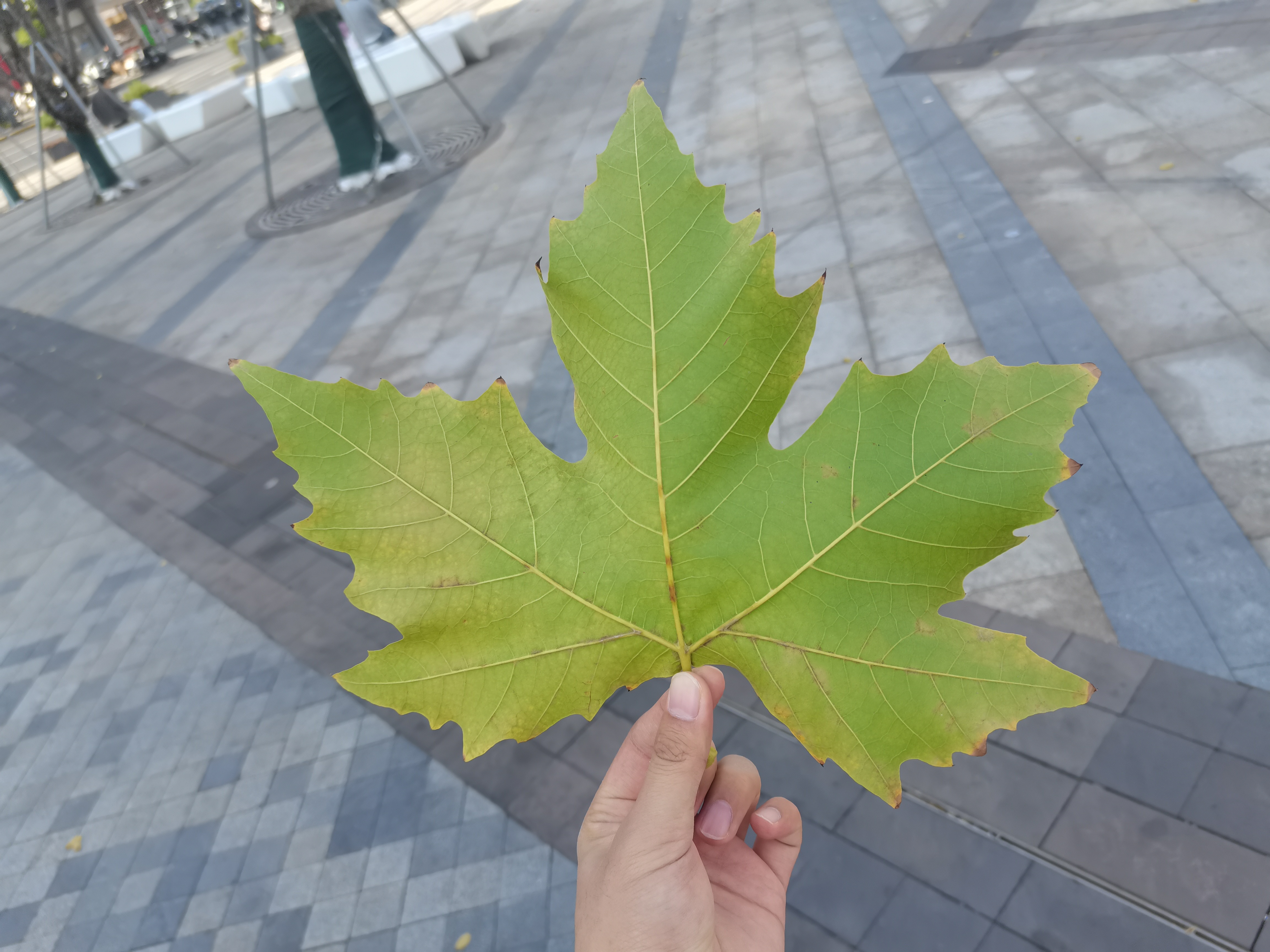 梧桐叶